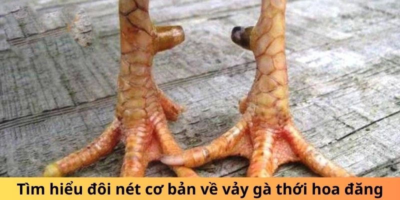 Đôi nét về Vảy gà Thới Hoa Đăng